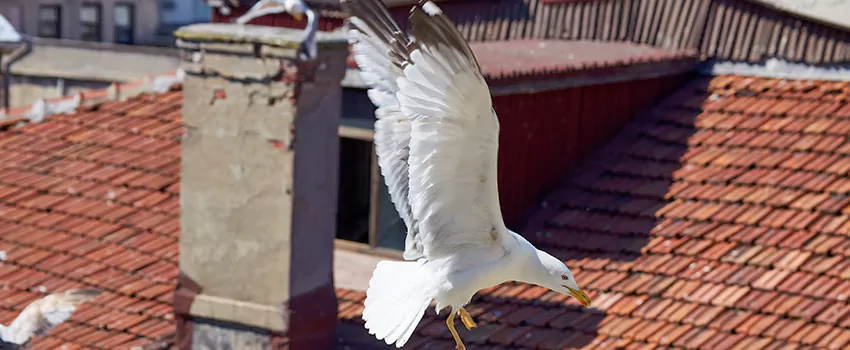 Residential Chimney Animal Removal Solution in Plum, PA